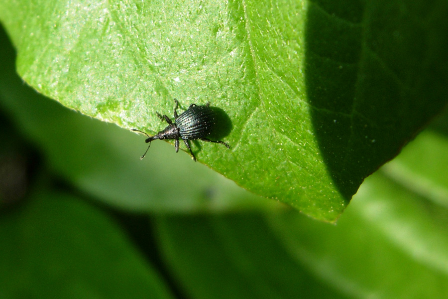 Euleia heraclei